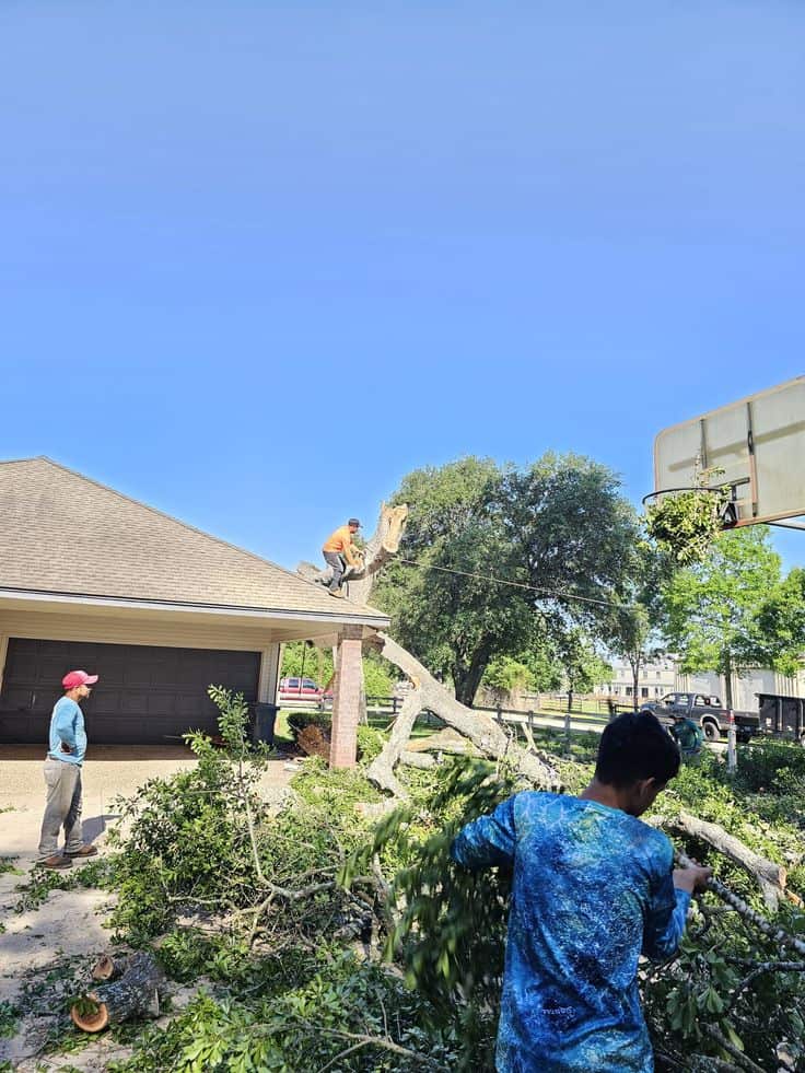 Solo Tree Service crew at work