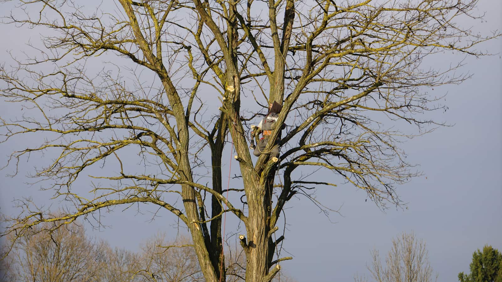 Completed tree work by Solo Tree Service