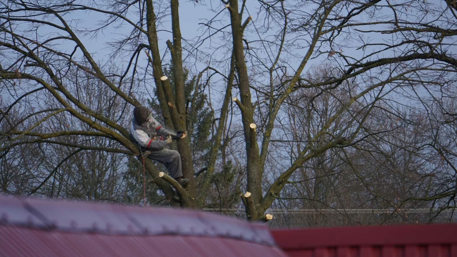 Branch pruning services