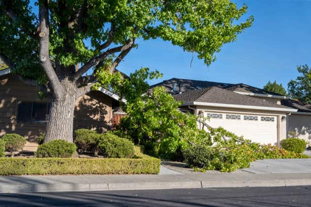 Emergency tree services
