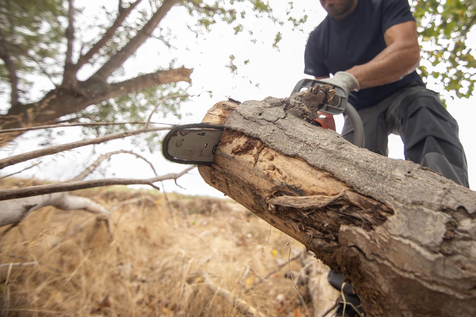Stump removal services