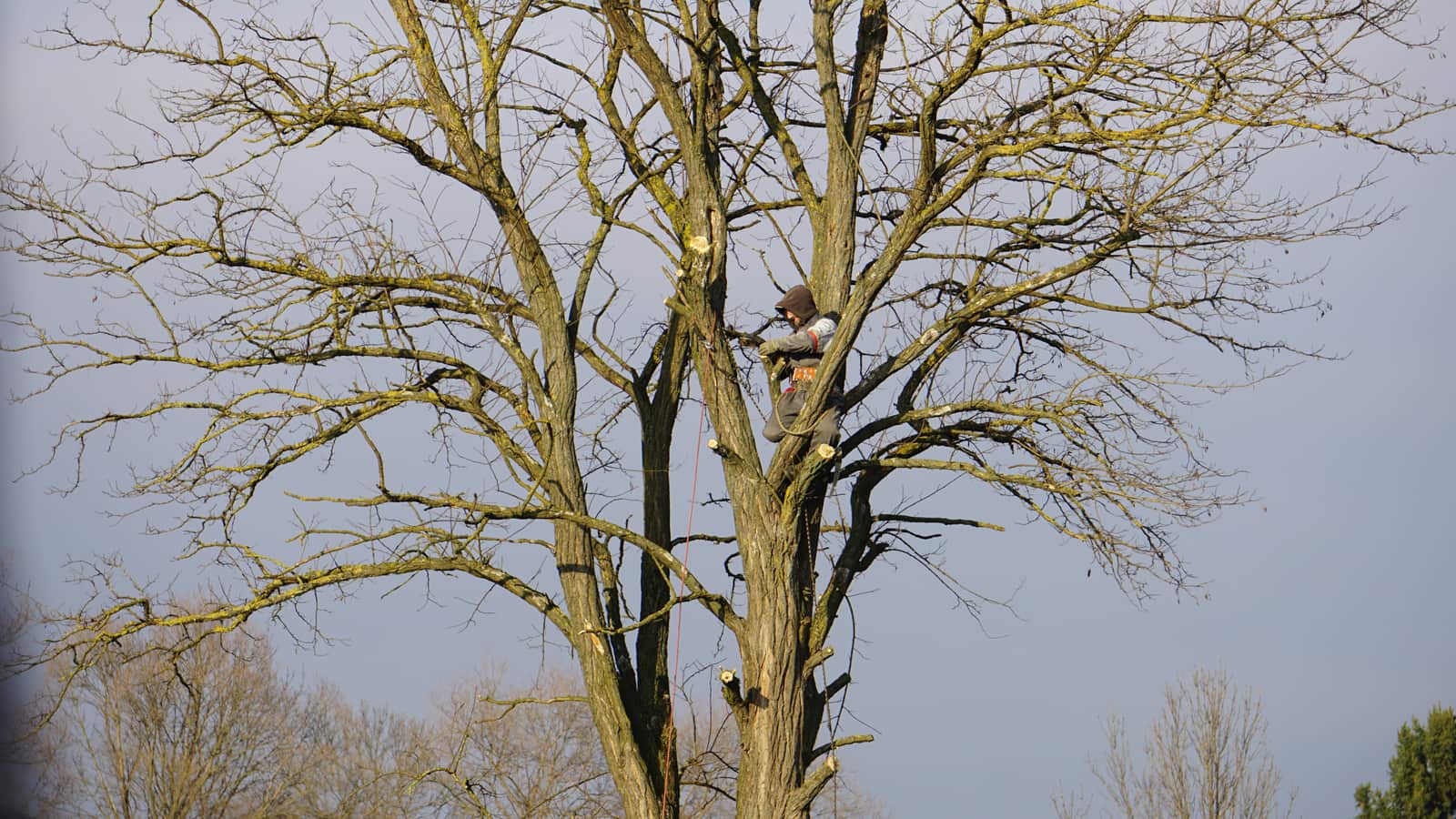 Tree cutting and trimming