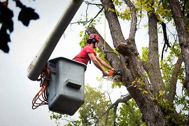 Tree health assessment